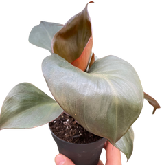 Philodendron 'Red Heart' live houseplant