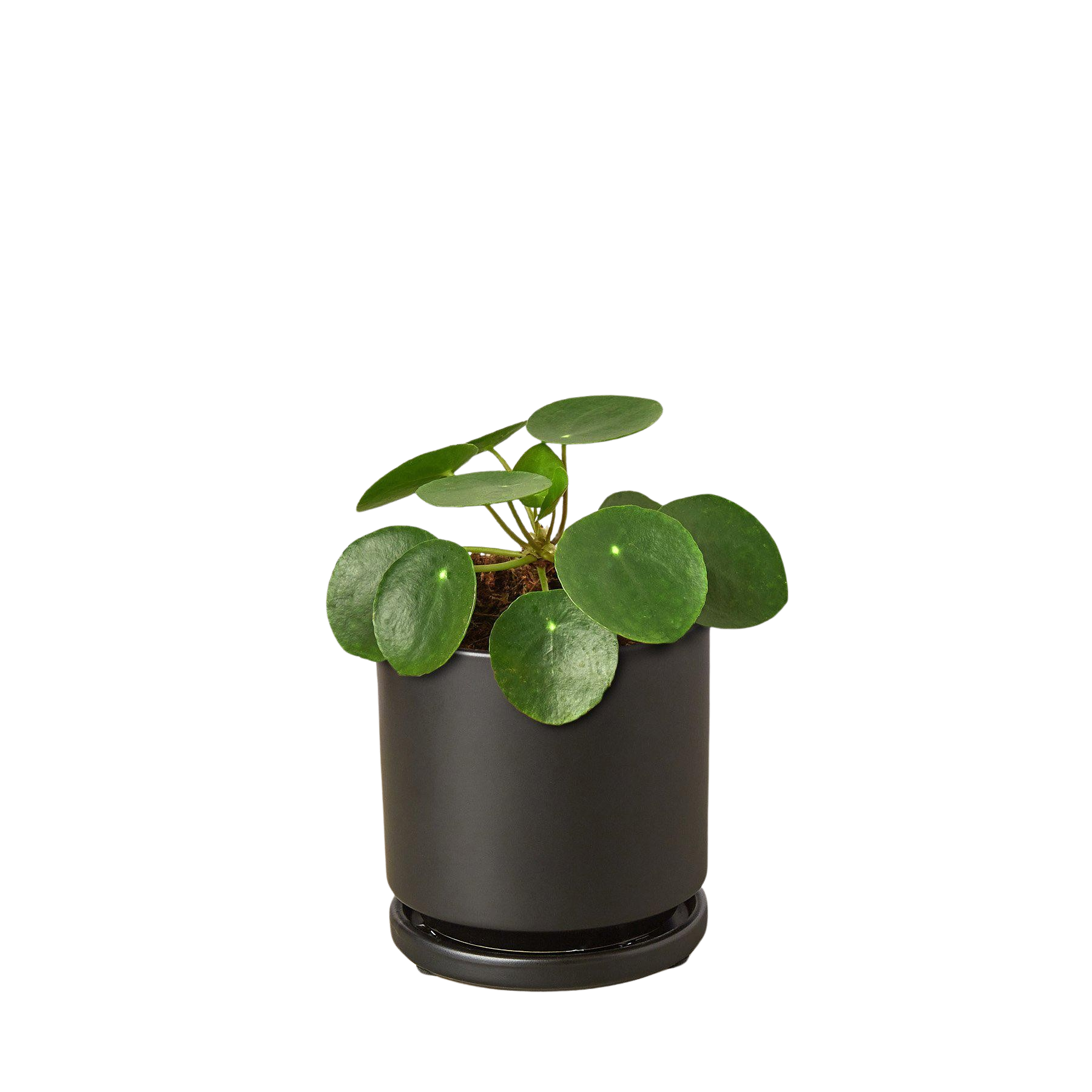 Pilea Peperomioides 'Chinese Money' - photo 6