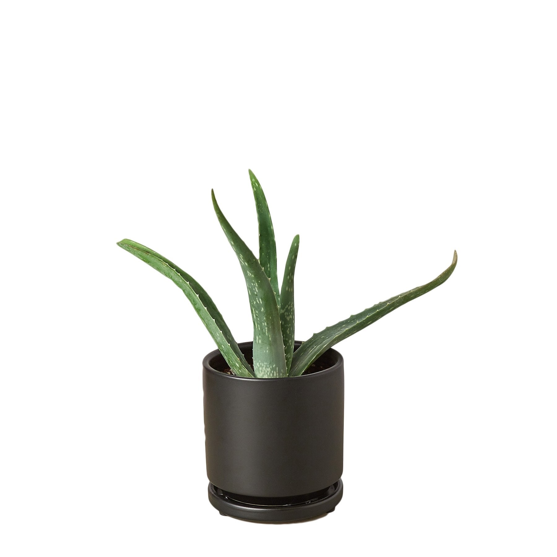 Aloe Vera - photo 6