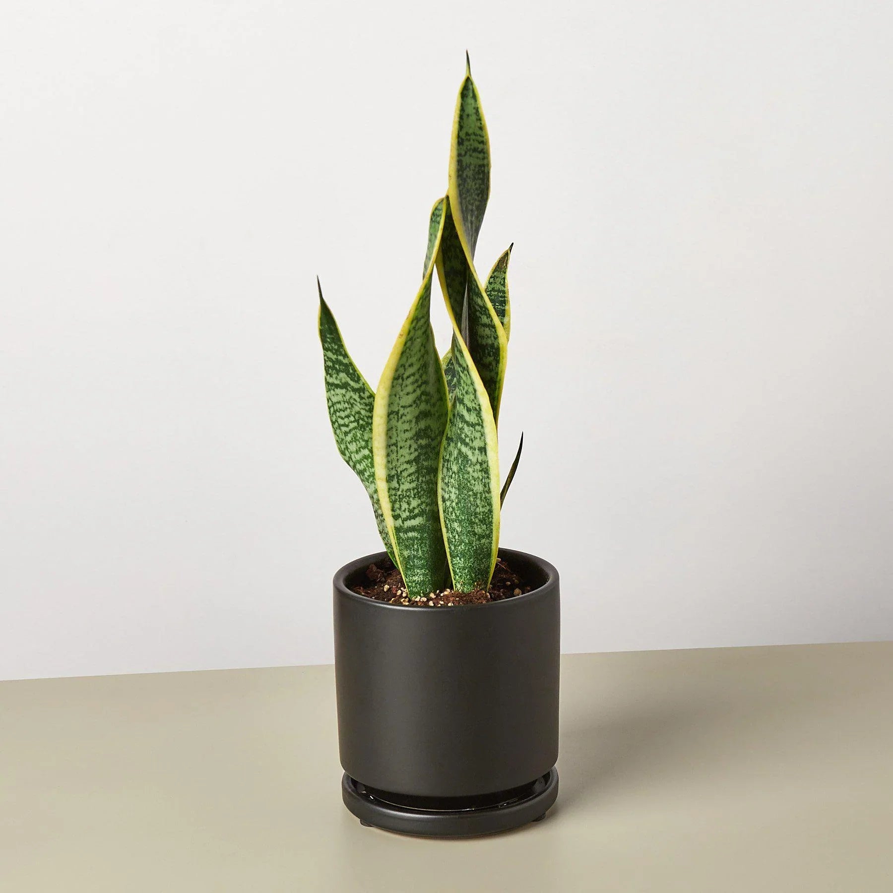 Snake Plant Laurentii - photo 8