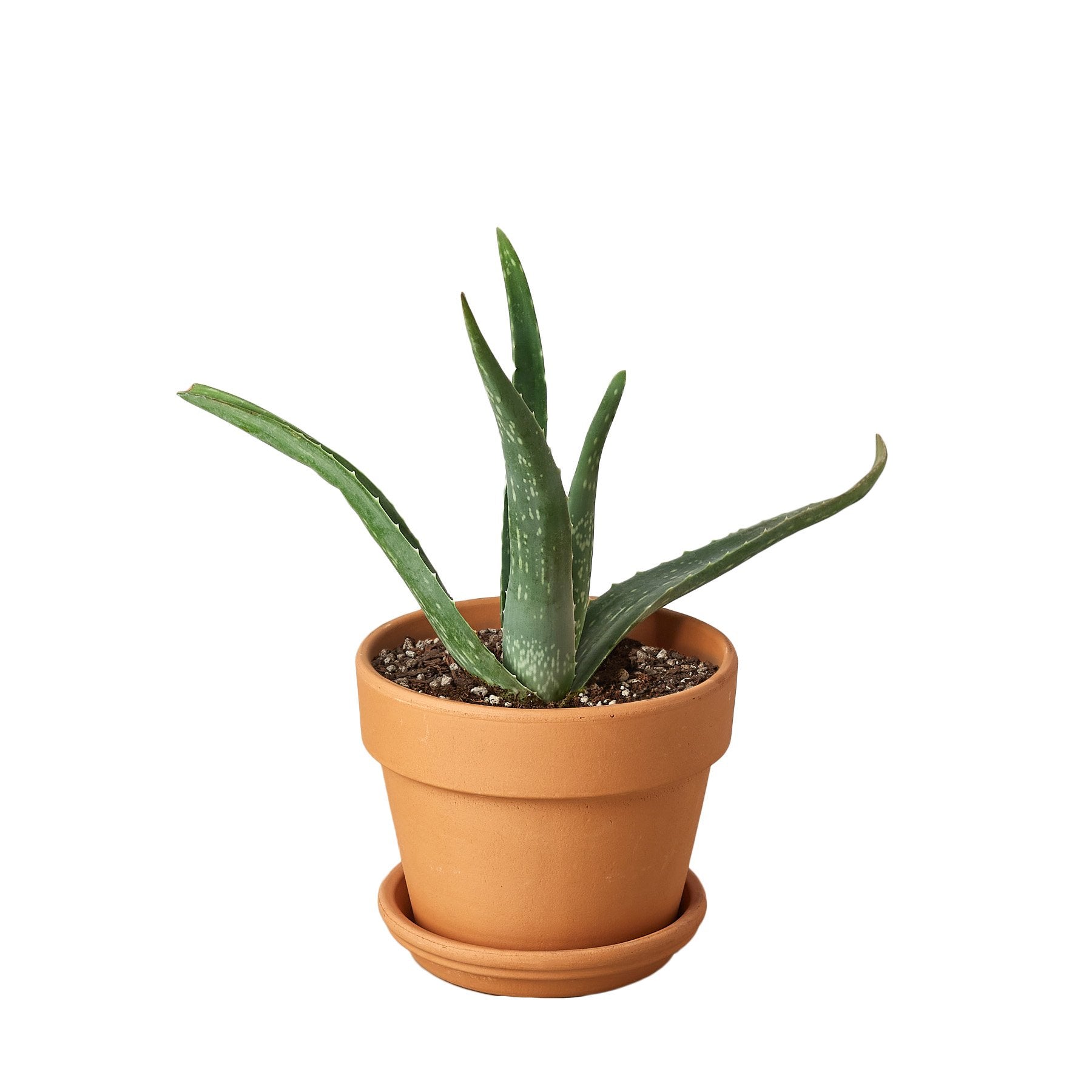 Aloe Vera - photo 5