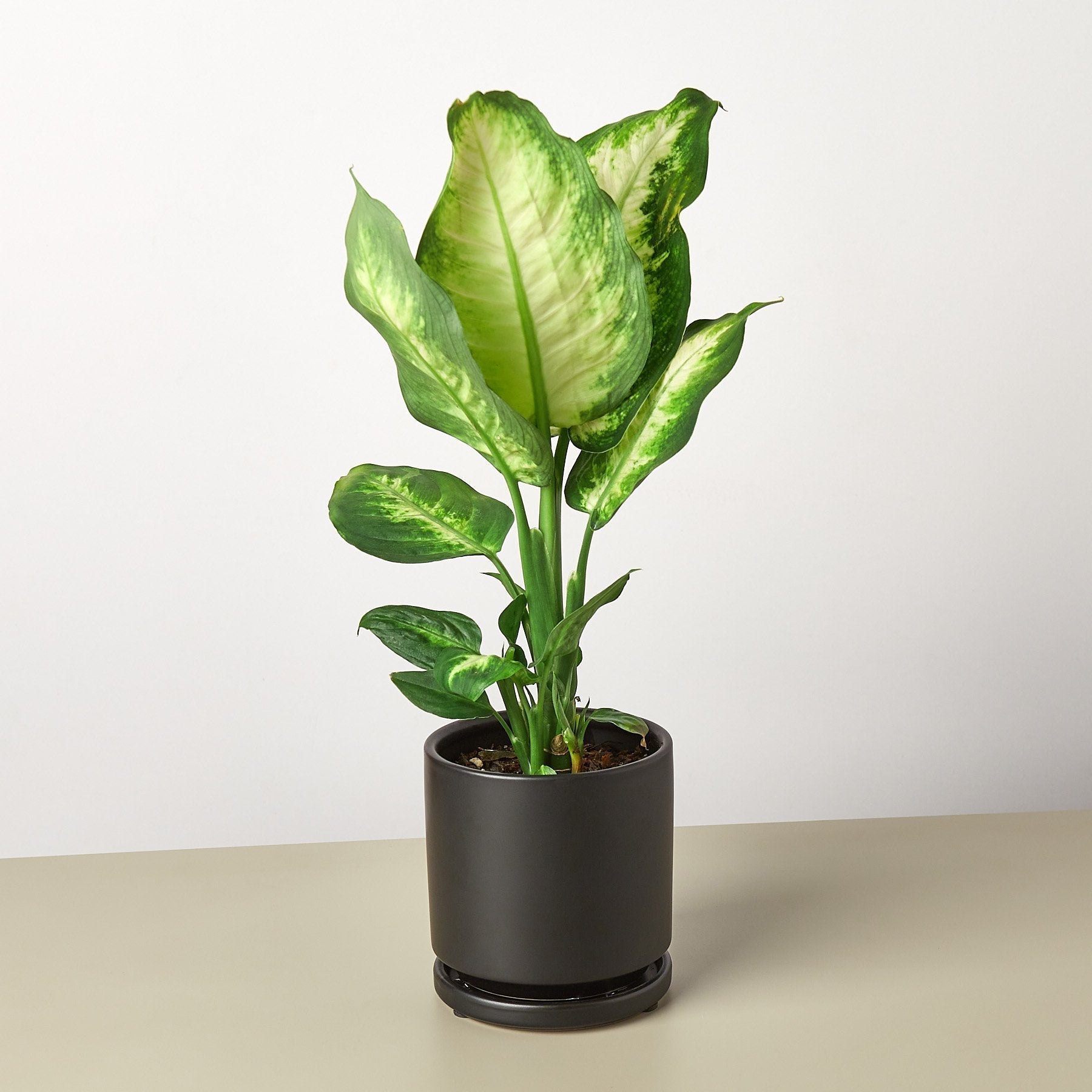 Dieffenbachia Camille - photo 3
