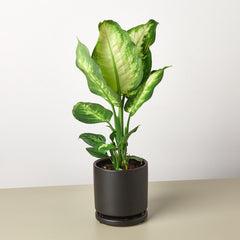 Dieffenbachia Camille - photo 3