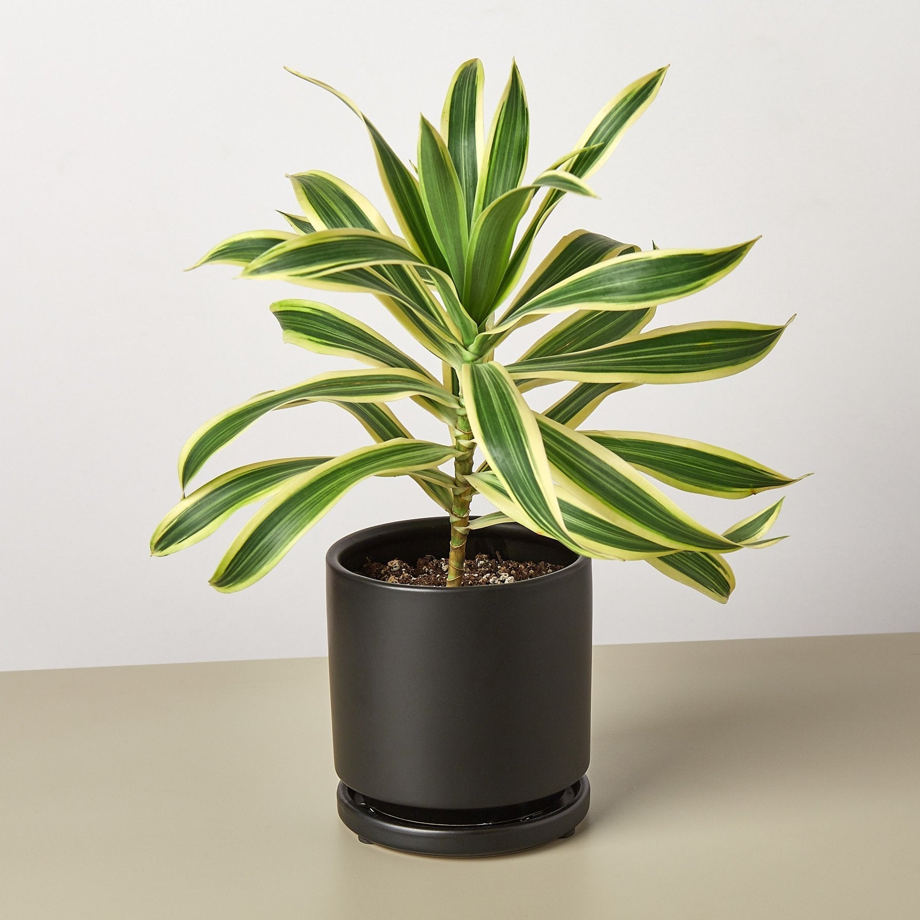 Dracaena Song of India - photo 6