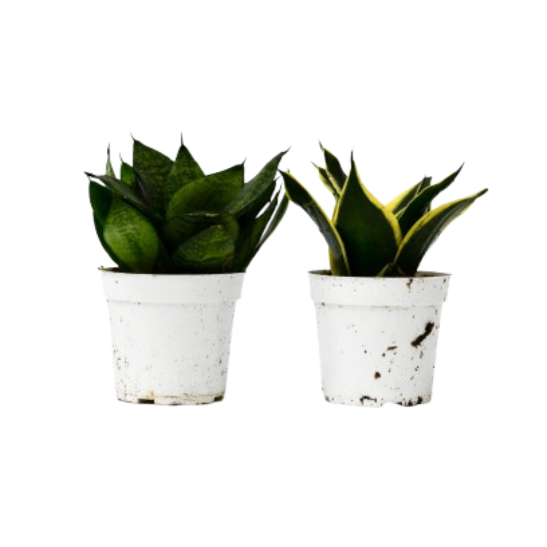 Snake Plant Variety Packs live houseplant