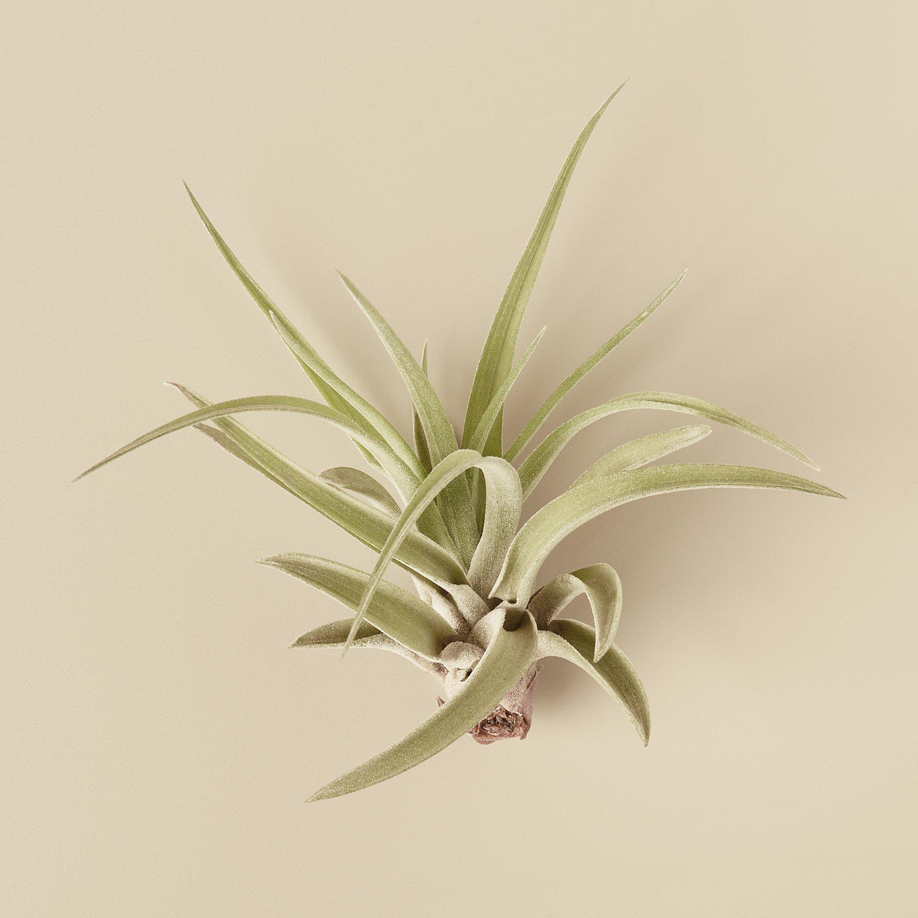 Tillandsia Air Plant Veluntina - photo 2