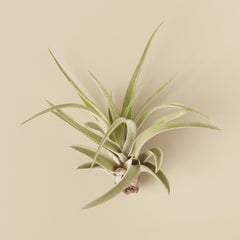 Tillandsia Air Plant Veluntina - photo 2