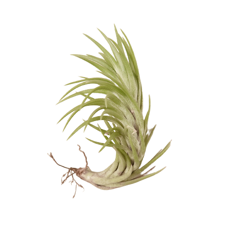 Tillandsia Air Plant Araujei live houseplant