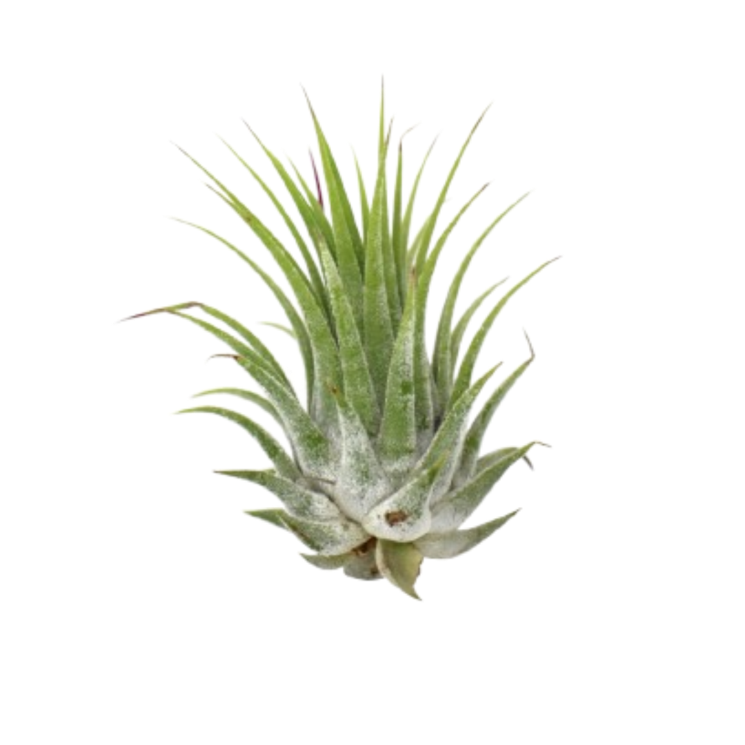 Tillandsia Air Plant Ionantha - 5 Pack live houseplant