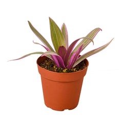 Oyster Plant 'Moses in the Cradle' live houseplant