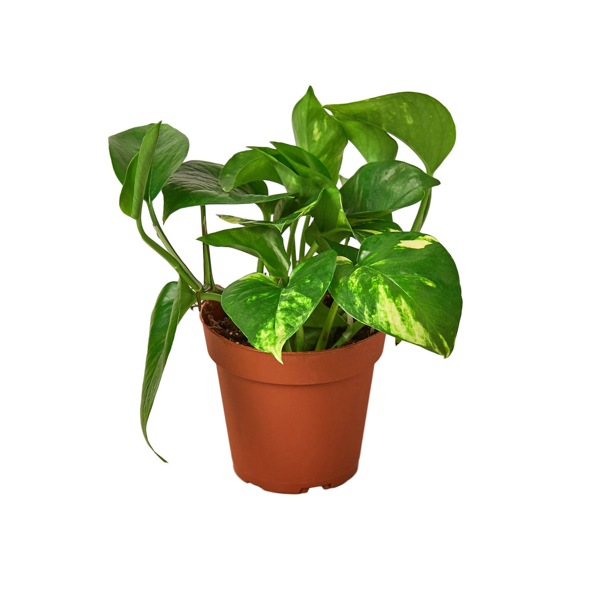 Pothos 'Golden' live houseplant