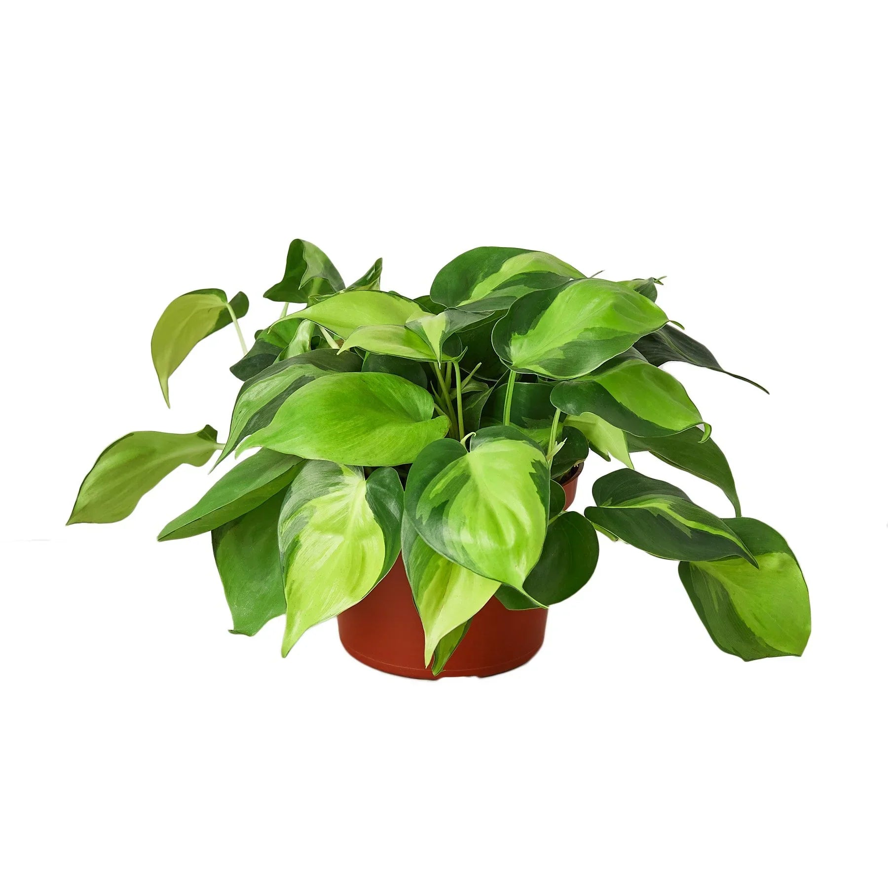 Philodendron 'Brasil' - photo 3