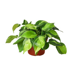 Philodendron 'Brasil' - photo 3