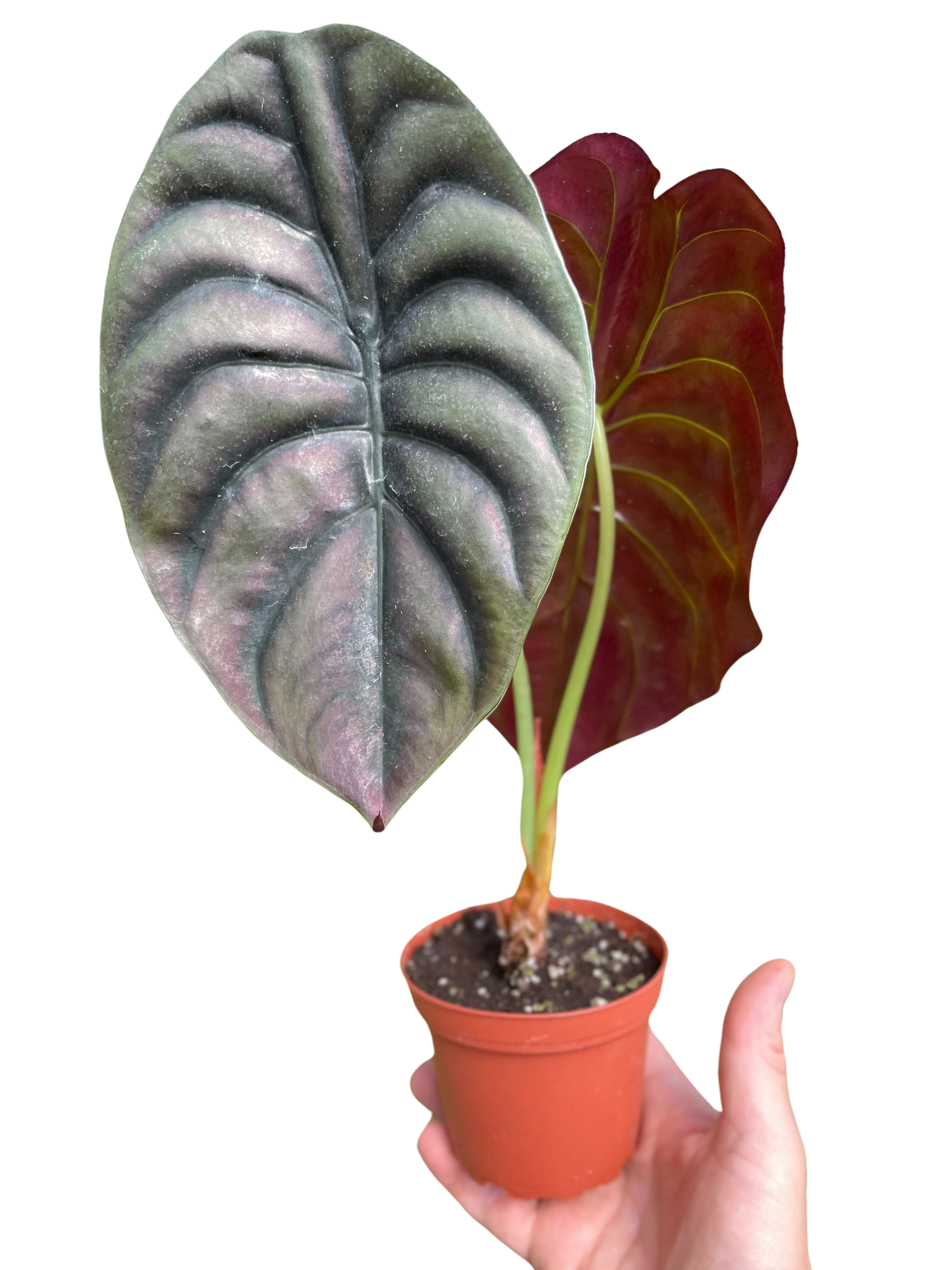 Alocasia 'Red Secret' - photo 4