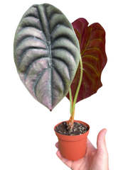 Alocasia 'Red Secret' - photo 4