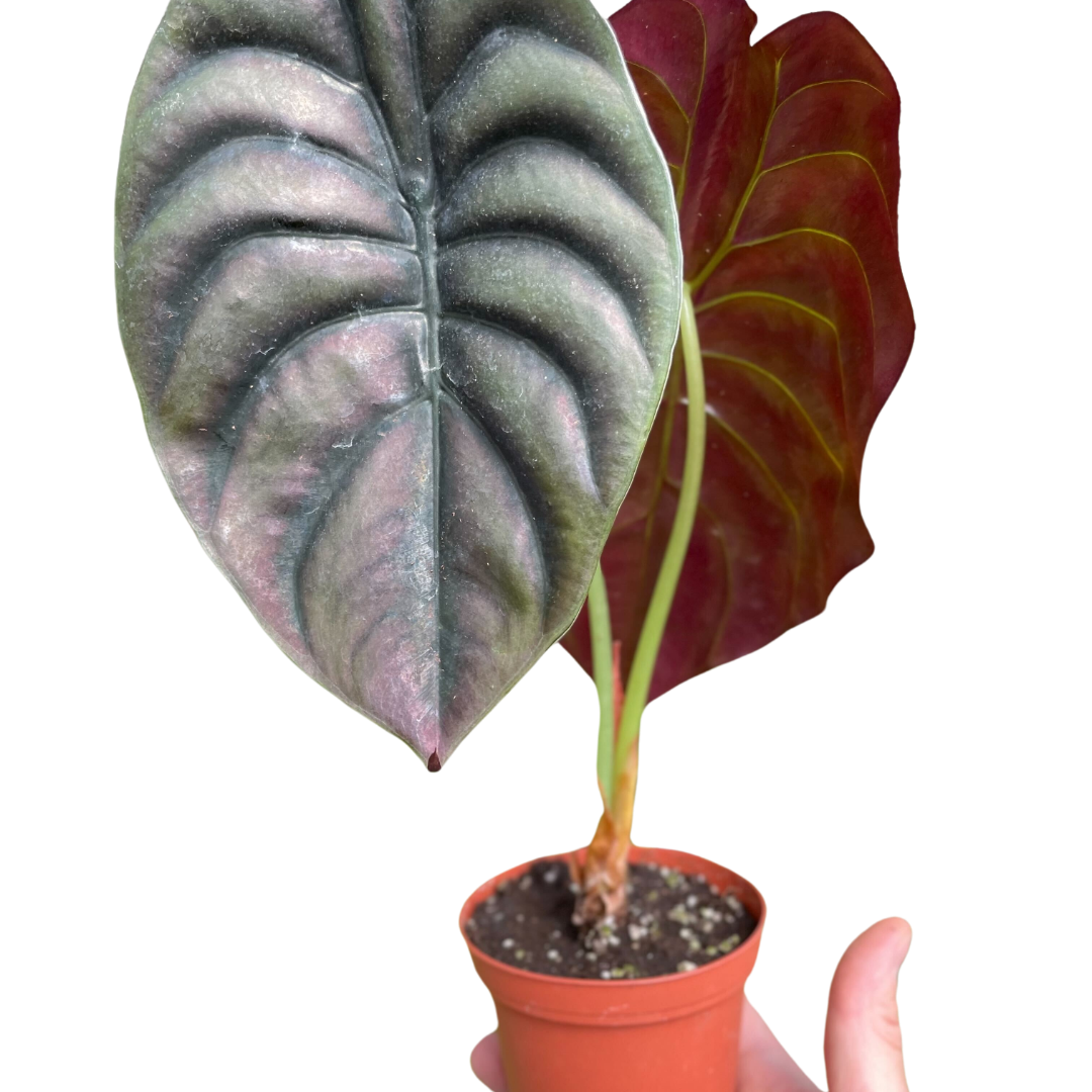 Alocasia 'Red Secret' live houseplant
