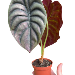 Alocasia 'Red Secret' live houseplant