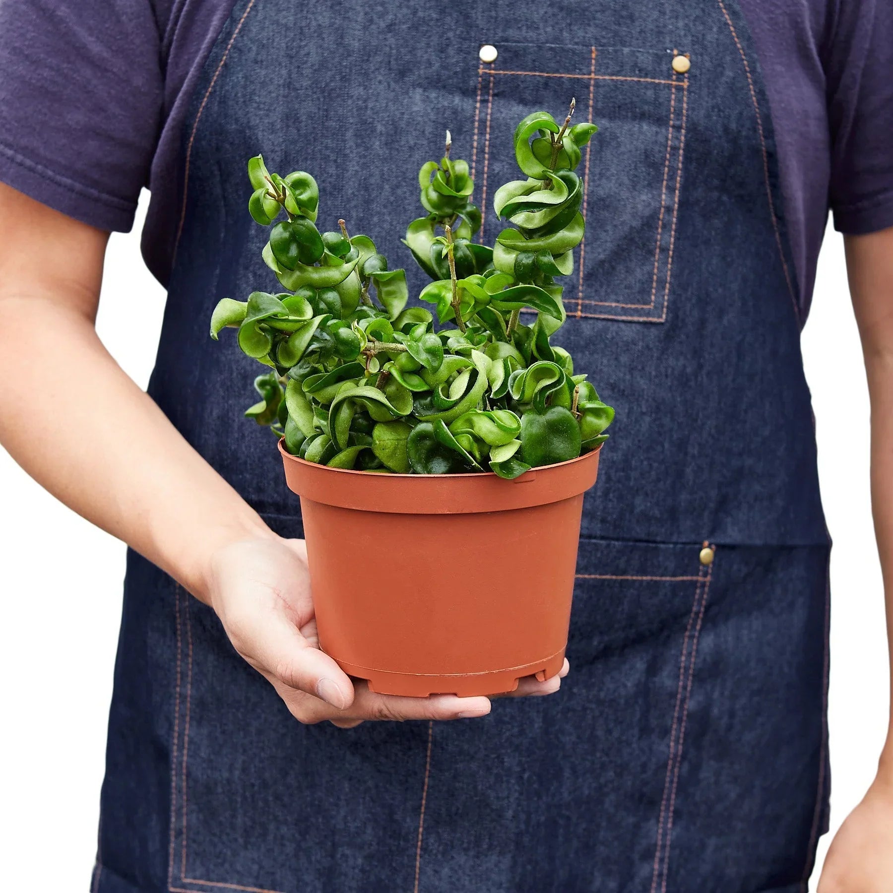 Hoya Rope Plant - photo 7