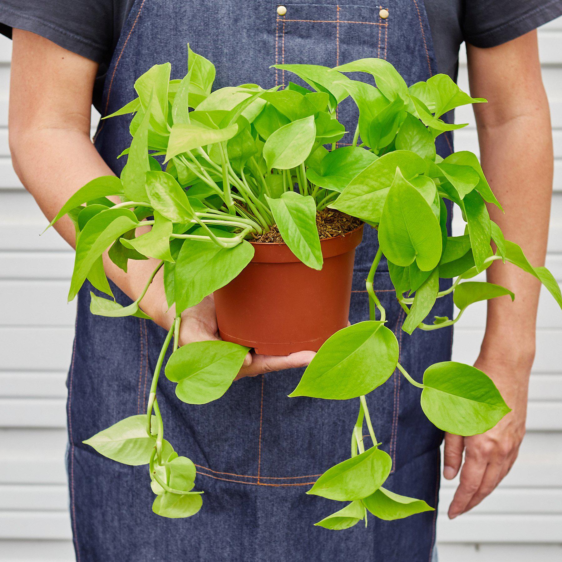 Pothos 'Neon' - photo 4