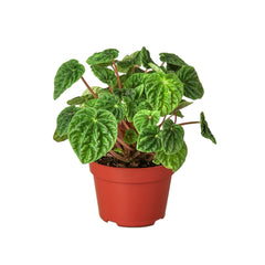 Peperomia 'Ripple' live houseplant