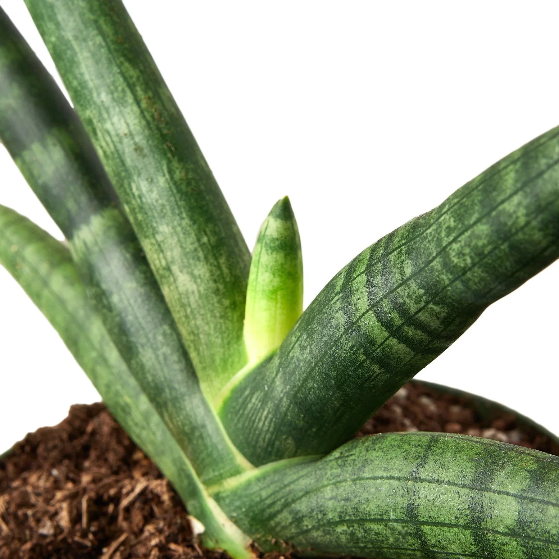 Snake Plant Starfish - photo 4