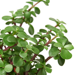 Succulent 'Elephant Bush' - photo 2
