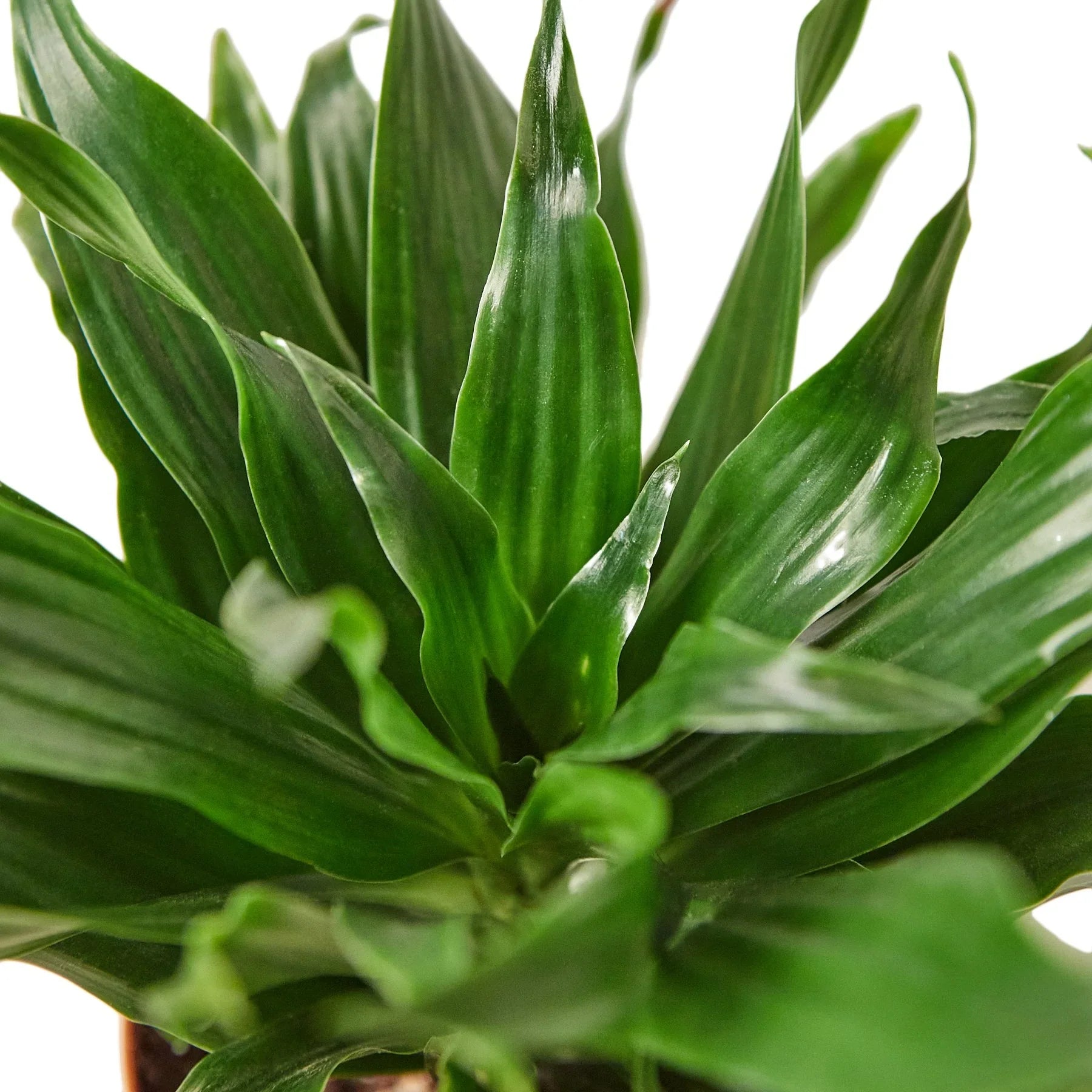 Dracaena 'Janet Craig' - photo 2