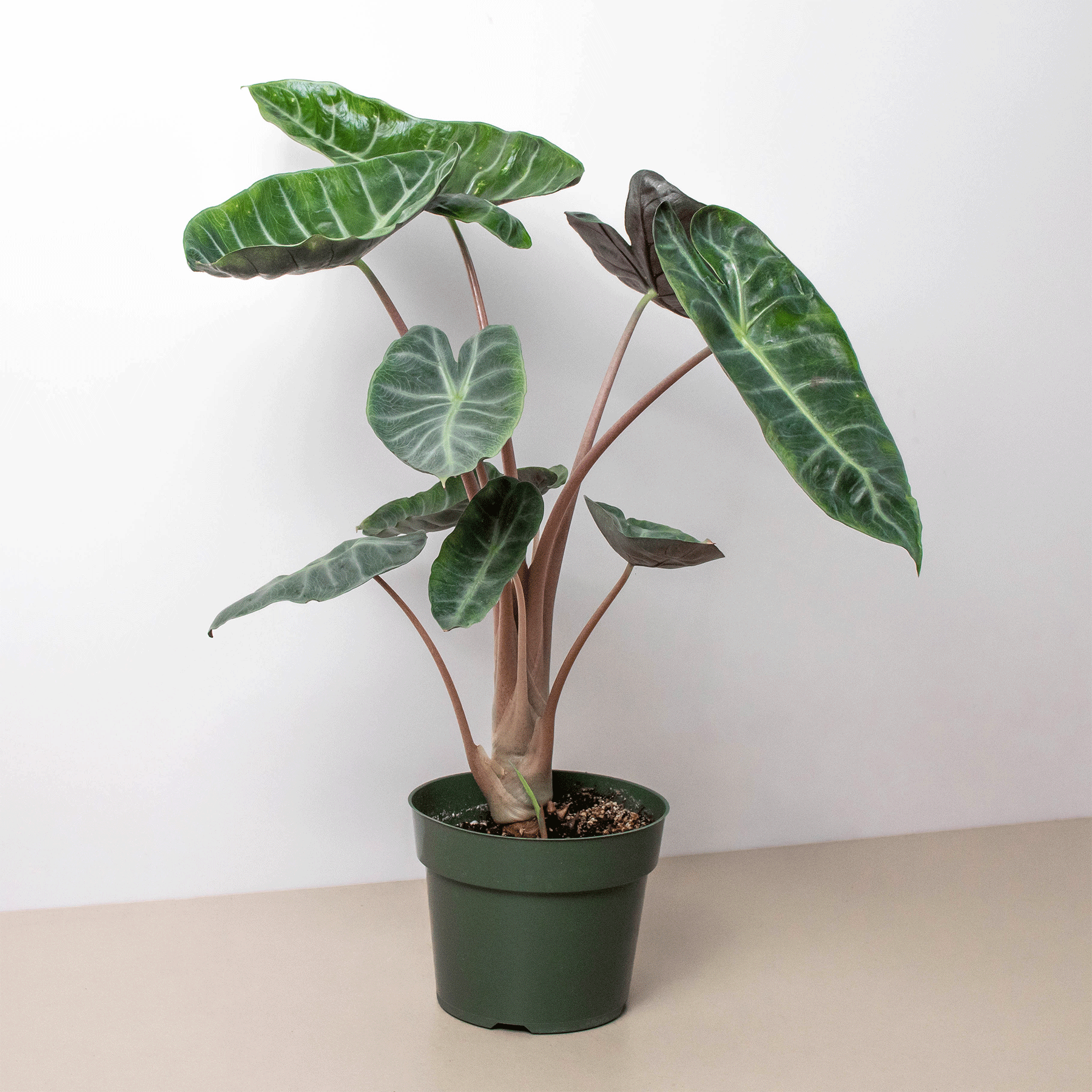 Alocasia Pink Dragon - photo 2