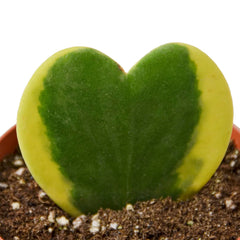 Hoya 'Sweetheart Variegated' - photo 3