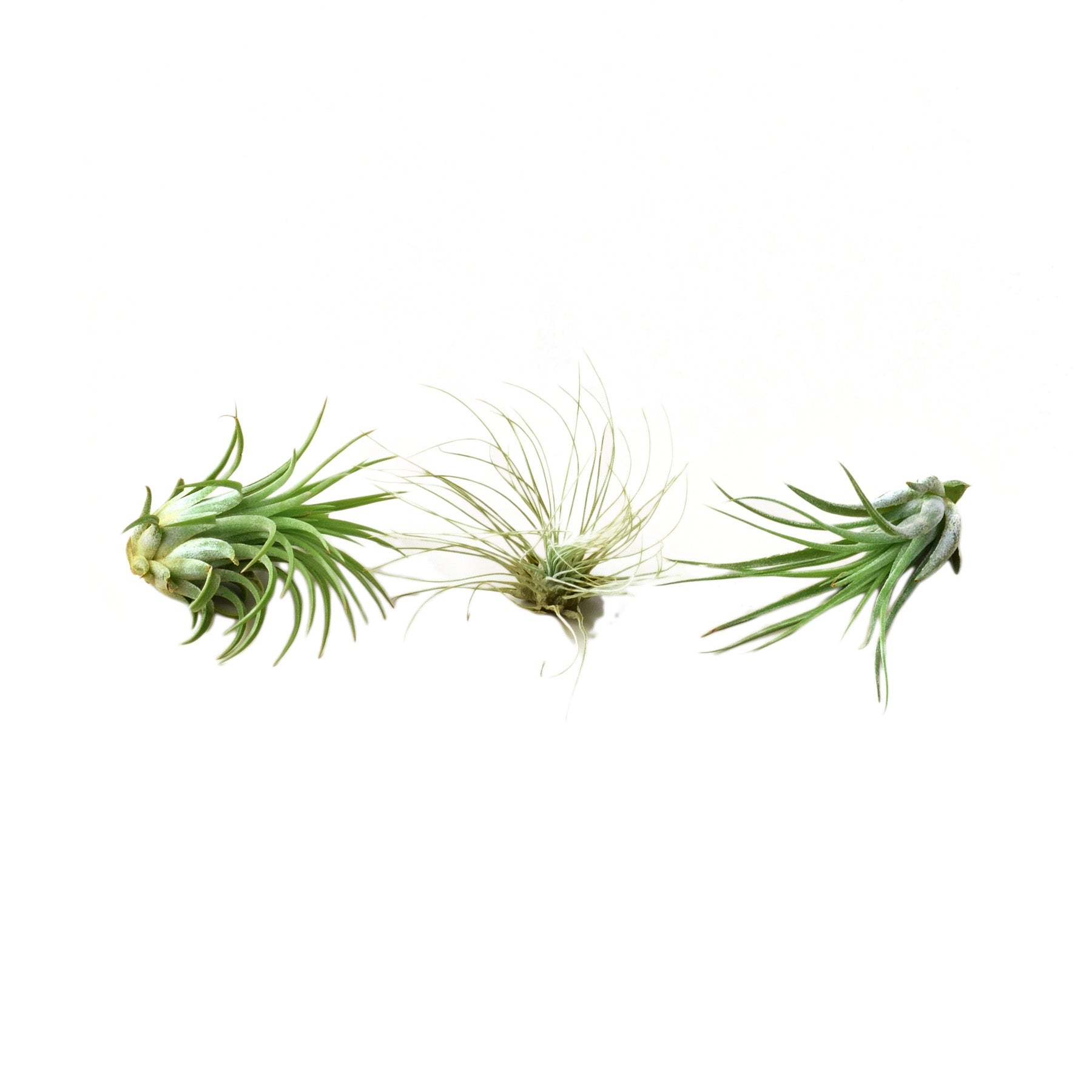 Air Plant 3 Pack - Three Air Plant Varieties - 2"-3" Large live houseplant