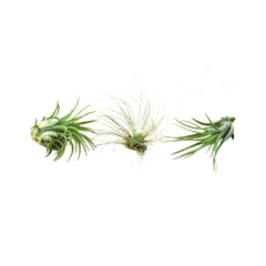 Air Plant 3 Pack - Three Air Plant Varieties - 2"-3" Large live houseplant