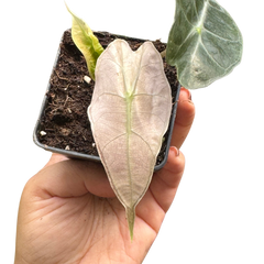 Alocasia Polly Mint Variegated