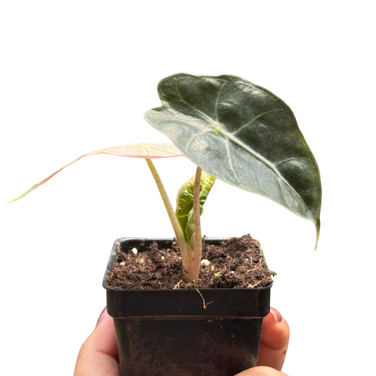Alocasia Polly Mint Variegated