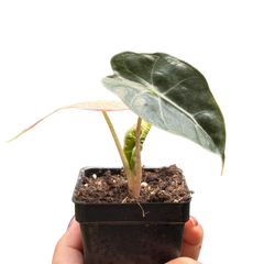 Alocasia Polly Mint Variegated