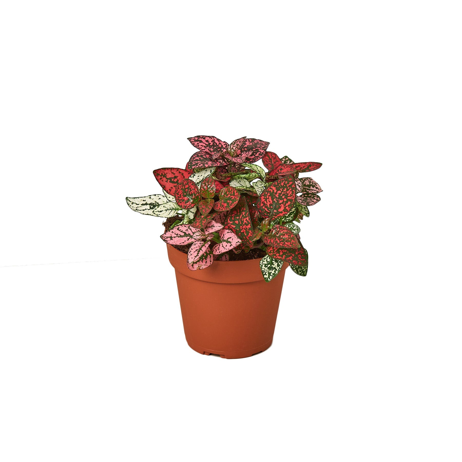Hypoestes 'Polka Dot' live houseplant