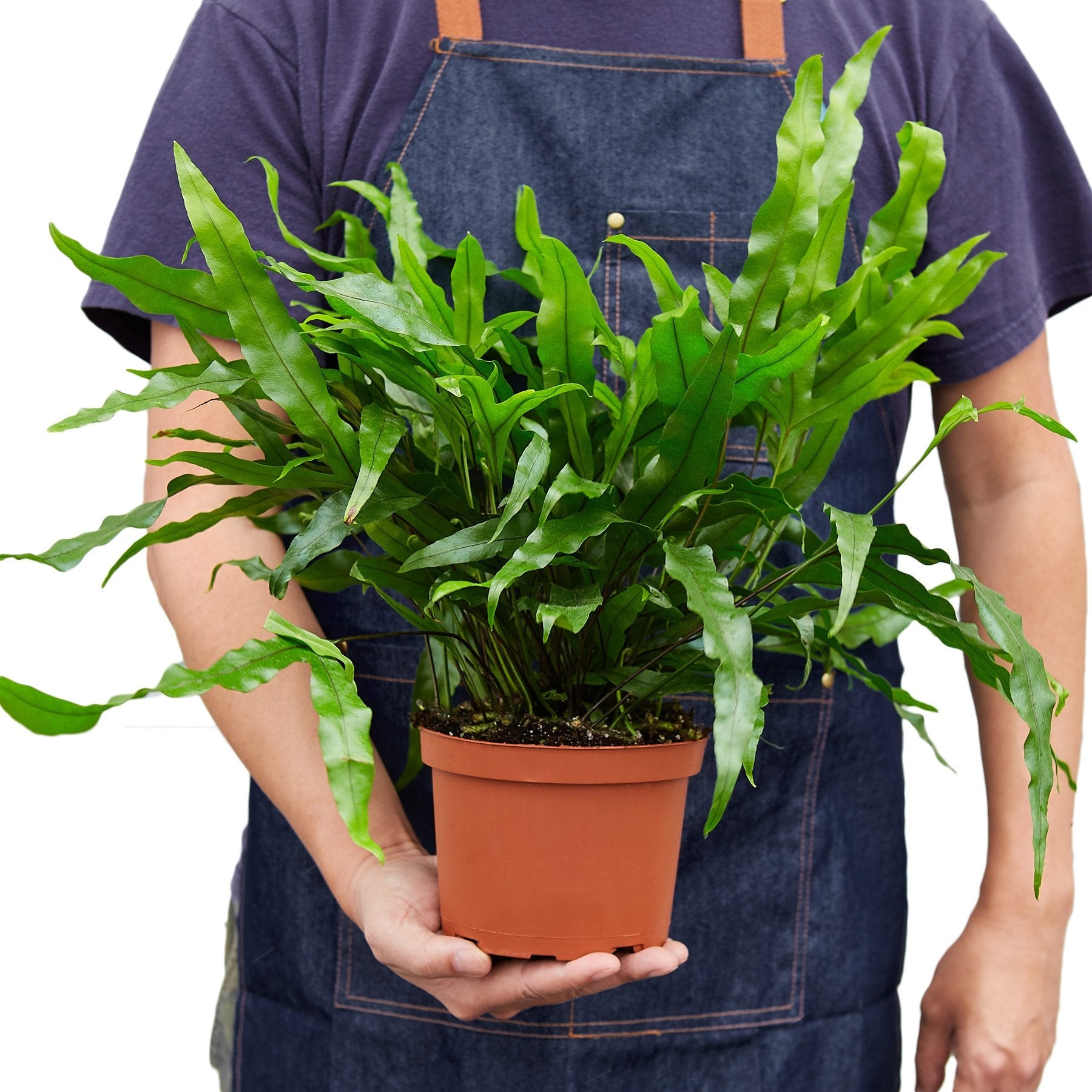 Fern 'Kangaroo Paw' - photo 3