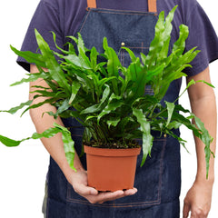 Fern 'Kangaroo Paw' - photo 3