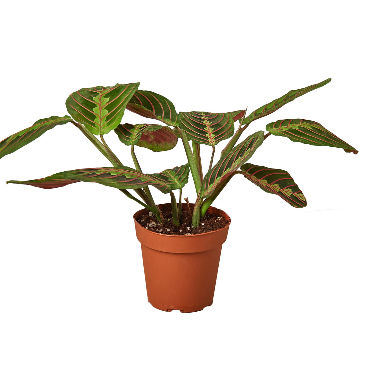 Maranta Red Prayer live houseplant
