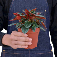Peperomia Rosso - photo 3