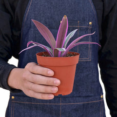 Oyster Plant 'Moses in the Cradle' - photo 3