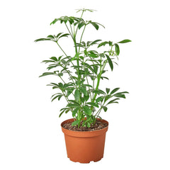 Schefflera Arboricola 'Umbrella' - photo 4