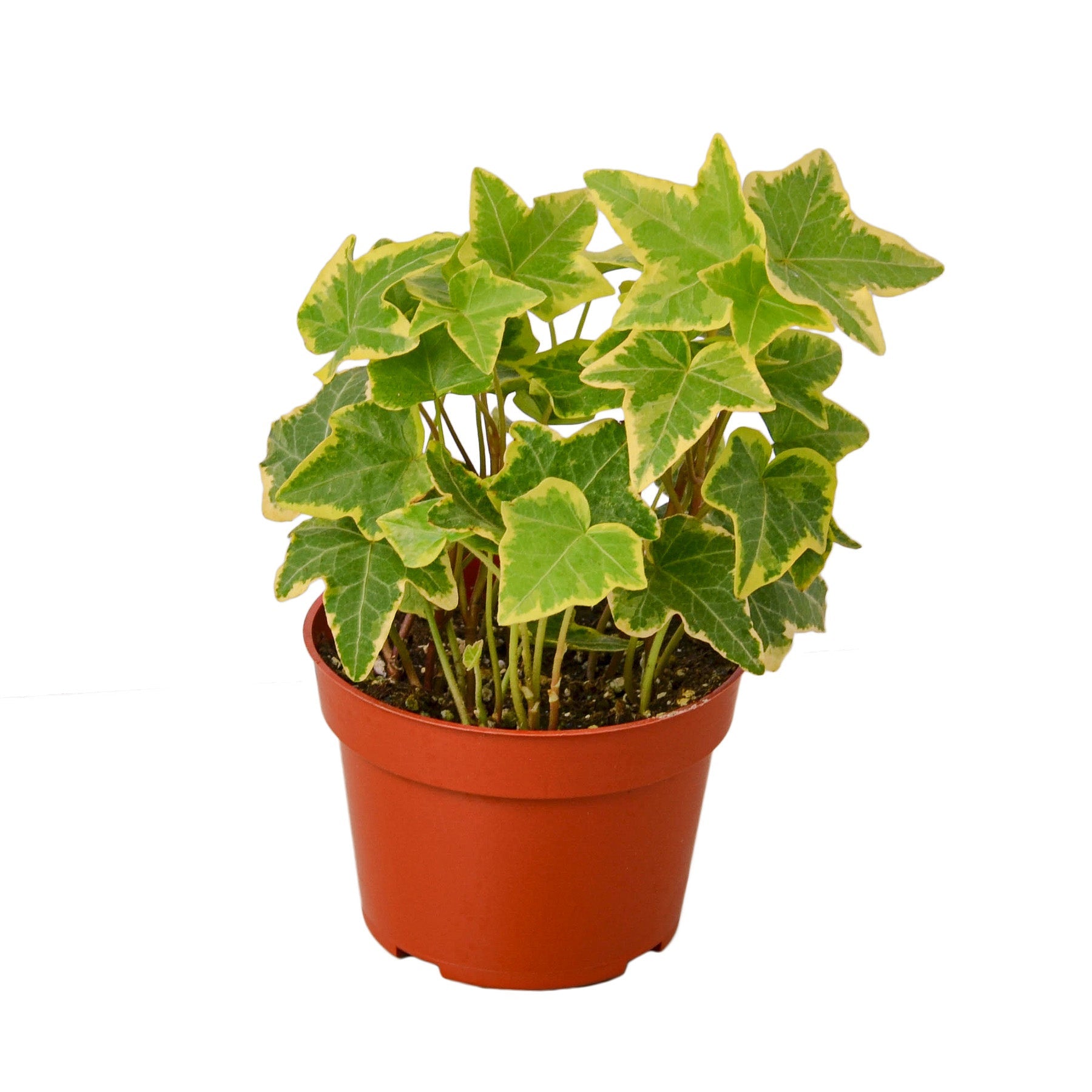 English Ivy Gold Child live houseplant