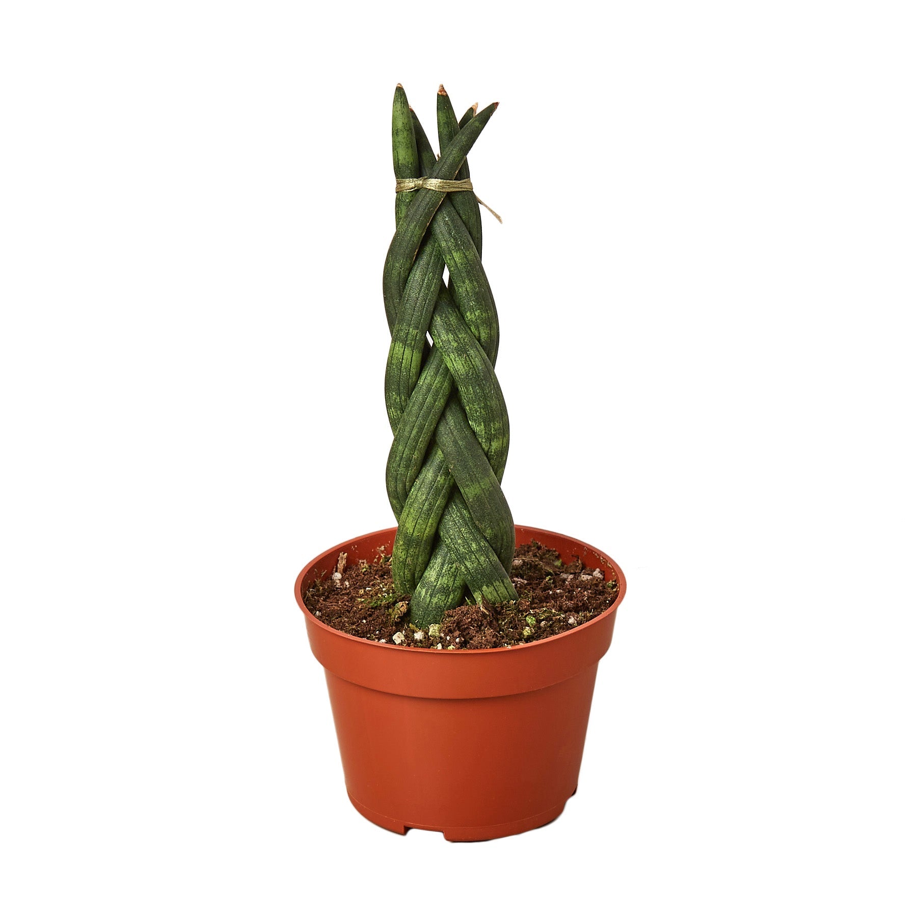 Snake Plant Braided live houseplant