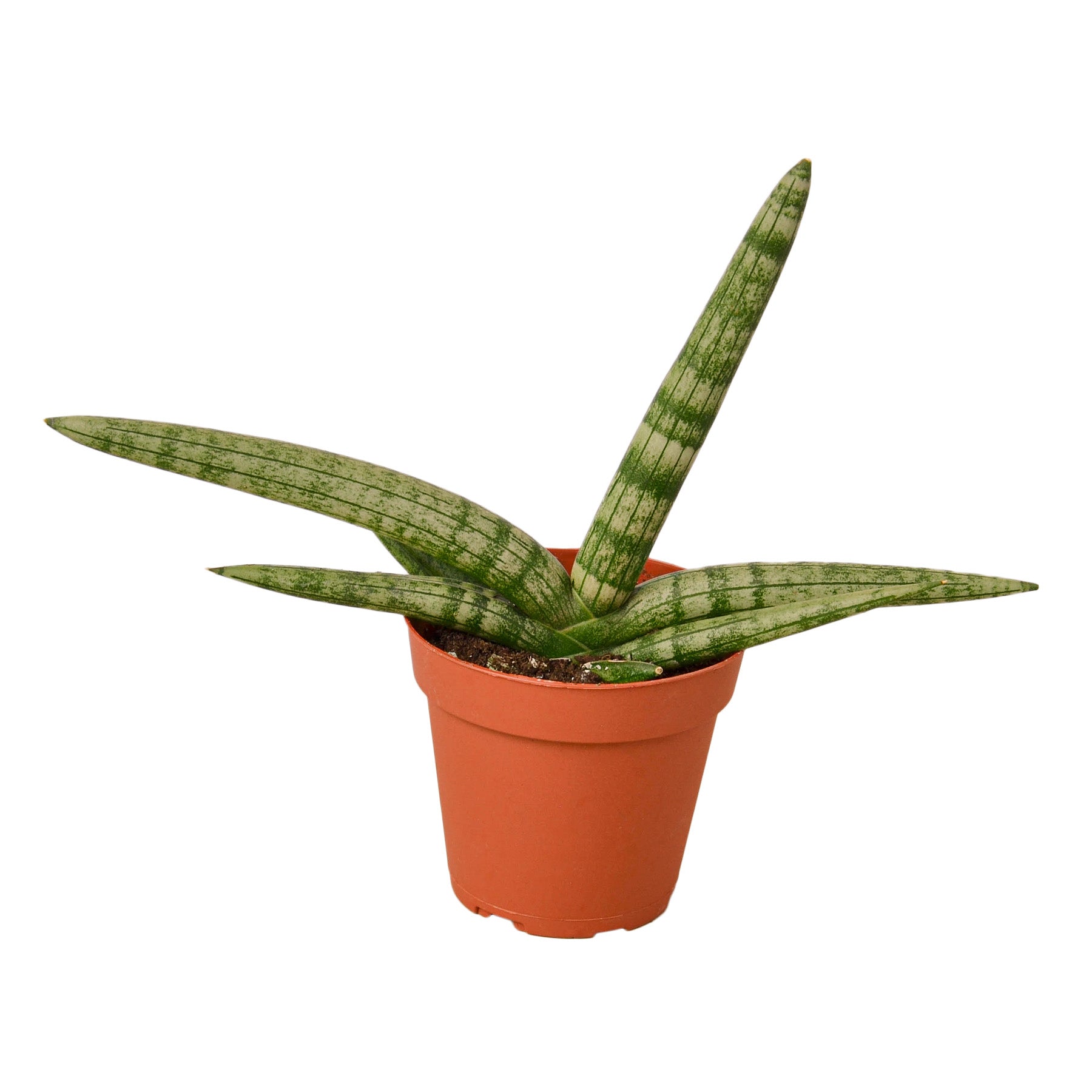 Snake Plant Starfish live houseplant