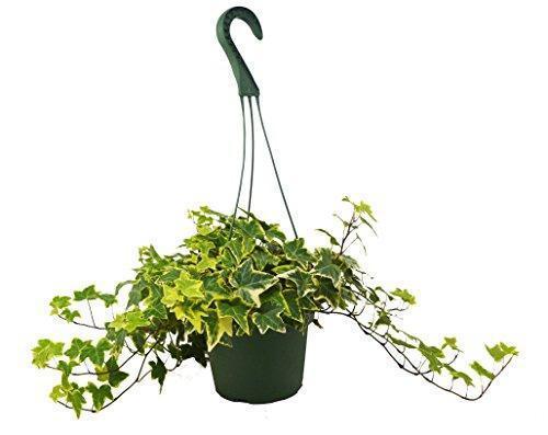 English Ivy Gold Child - photo 4