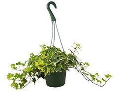 English Ivy Gold Child - photo 4