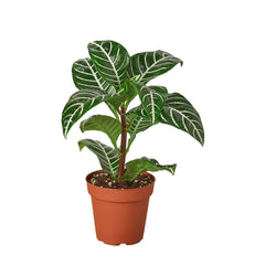 Zebra 'Aphelandra' live houseplant