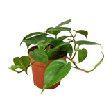 Philodendron Collector Trio - 3 Live Plants