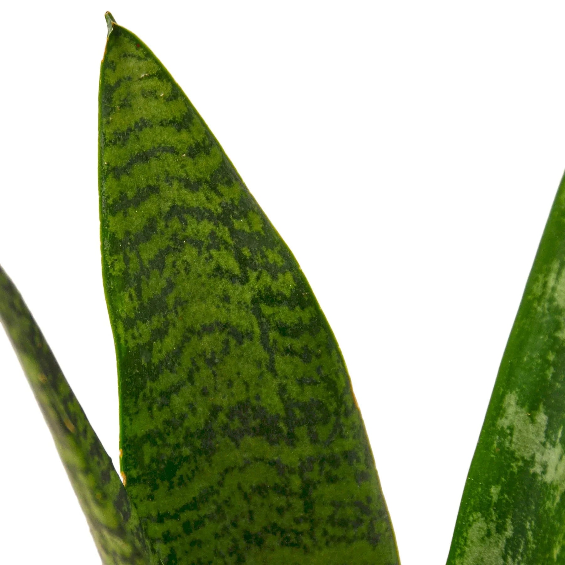 Snake Plant 'Zeylanica' - photo 2