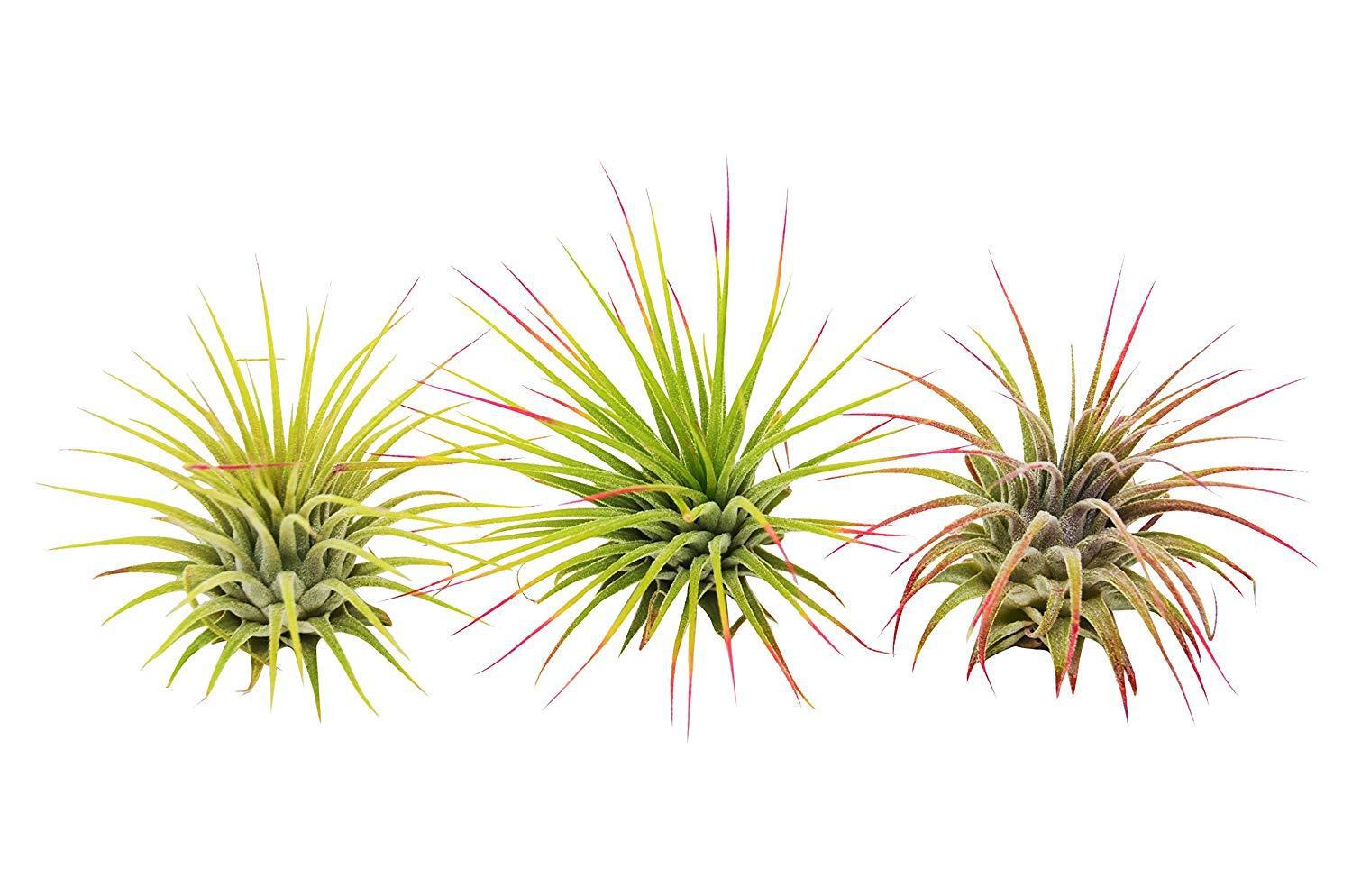 3 Ionantha Guatemala Air Plants - Blooms - photo 2